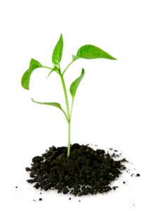 grow business google