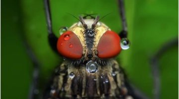 5 Questions about Macro Photography for Beginners Answered
