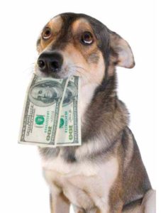 Make Money Dog Walking